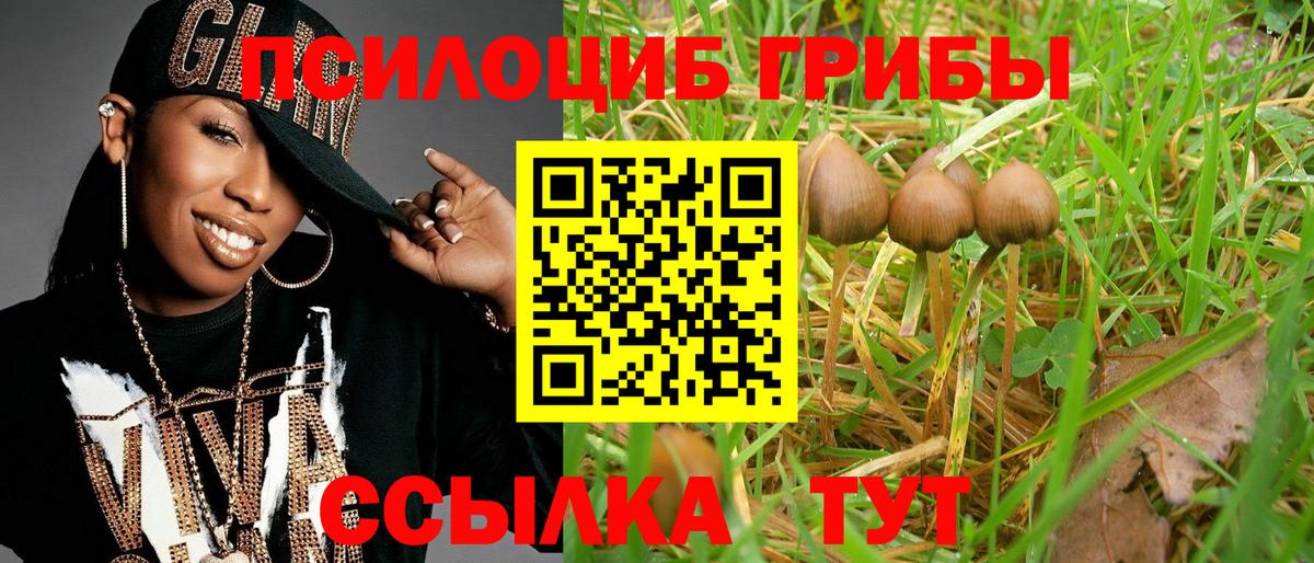 Галлюциногенные грибы Psilocybine cubensis Кемерово